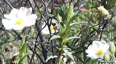 Cistus monspeliensis