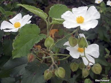 Cistus populifolius subsp. major