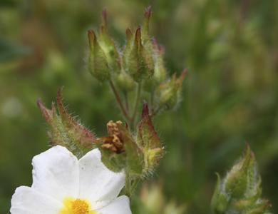 Cistus psilosepalus