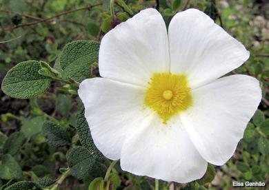 Cistus salviifolius