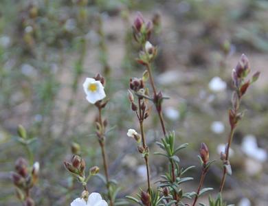 Halimium umbellatum