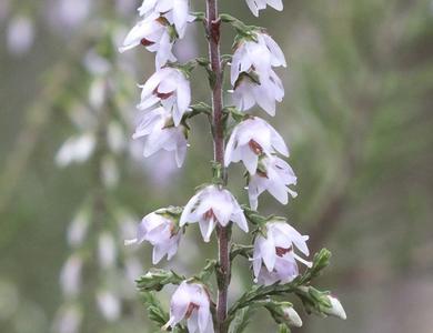 Calluna vulgaris