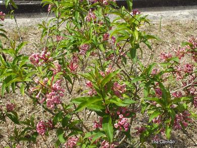 Escallonia rubra