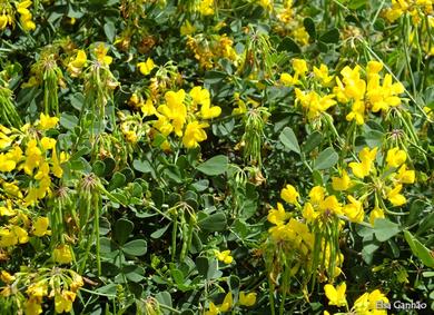 Coronilla glauca