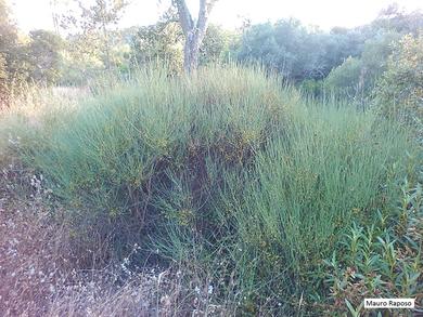 Cytisus scoparius 