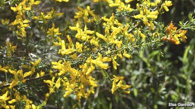 Genista triacanthos