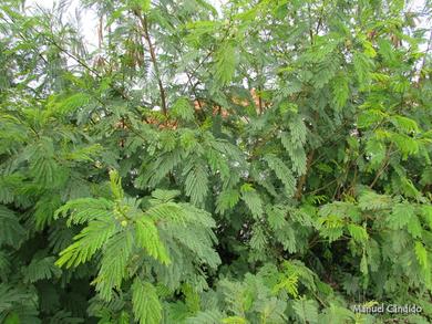 Leucaena glauca