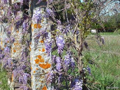 Wisteria sinensis