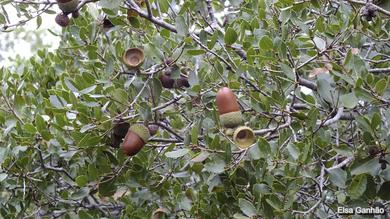 Quercus coccifera