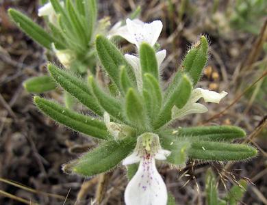 Ajuga iva