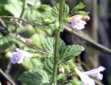 Calamintha nepeta subsp. nepeta     