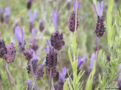 Lavandula pedunculata