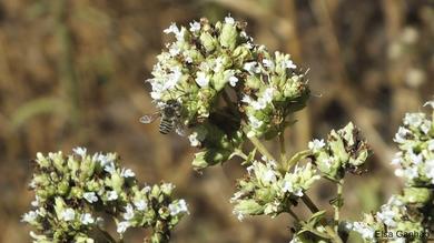 Origanum vulgare subsp. virens