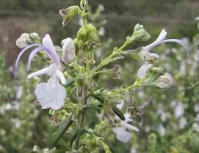 Rosmarinus officinalis