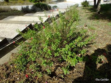 Salvia microphylla 