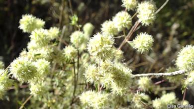 Thymus mastichina