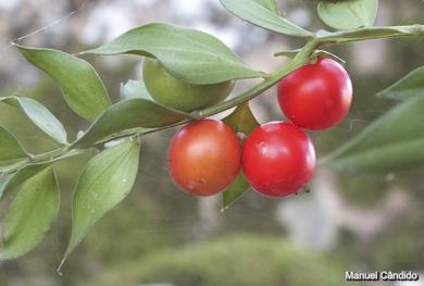 Ruscus aculeatus