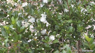 Myrtus communis