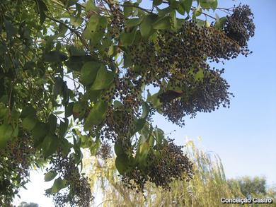 Ligustrum lucidum