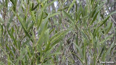 Phillyrea angustifolia