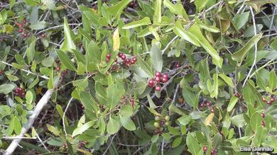 Rhamnus alaternus