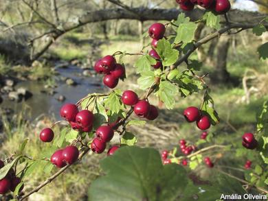 Crataegus monogyna