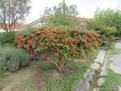 Pyracantha crenato-serrata