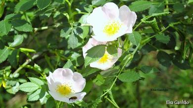 Rosa canina