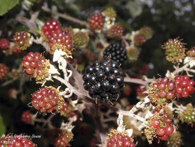 Rubus ulmifolius