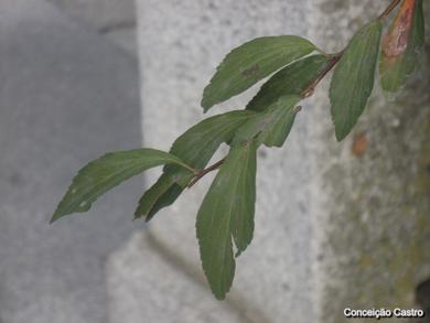 Spiraea cantoniensis