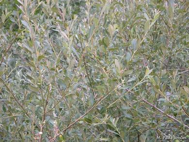 Salix atrocinerea 