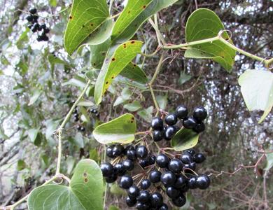 Smilax aspera