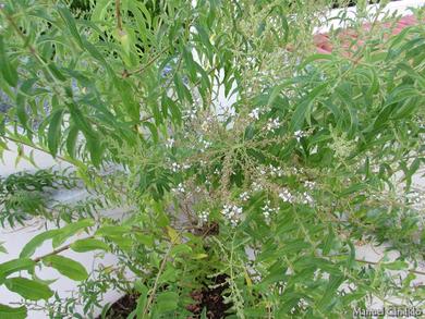 Aloysia triphylla 