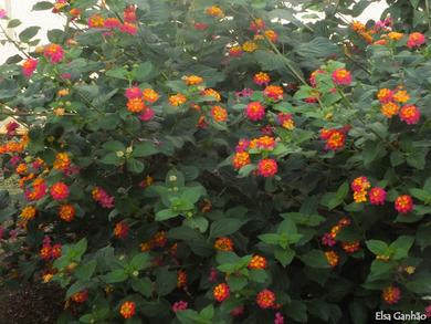 Lantana camara