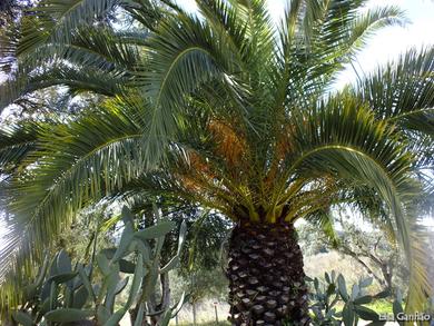 Phoenix canariensis