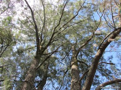 Casuarina equisetifolia