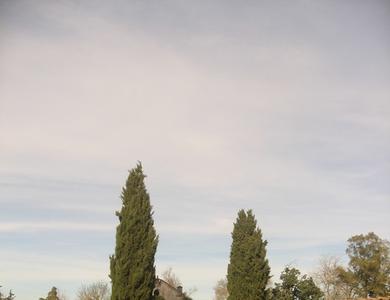 Cupressus sempervirens L. f. sempervirens