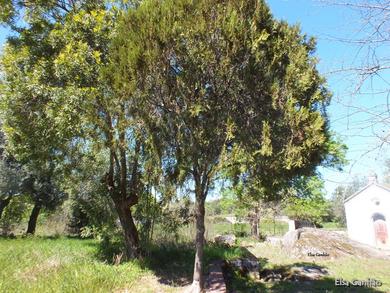 Thuja occidentalis