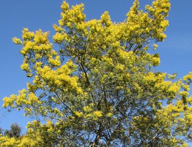 Acacia dealbata