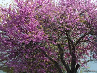 Cercis siliquastrum