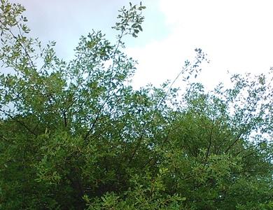 Quercus broteroi