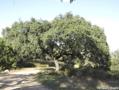 Quercus rotundifolia