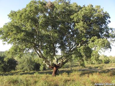 Quercus suber