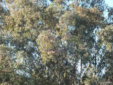 Eucalyptus camaldulensis 