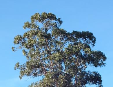 Eucalyptus globulus