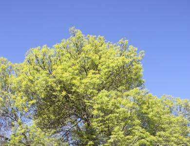 Fraxinus angustifolia subsp. angustifolia