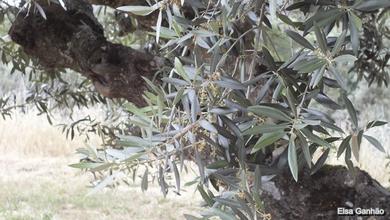 Olea europaea var. europaea