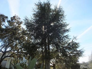 Cedrus  atlantica