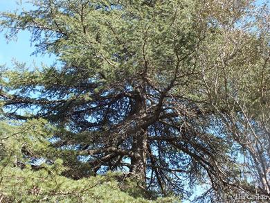 Cedrus libani