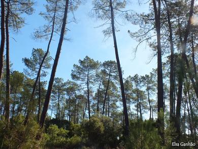 Pinus pinaster 
